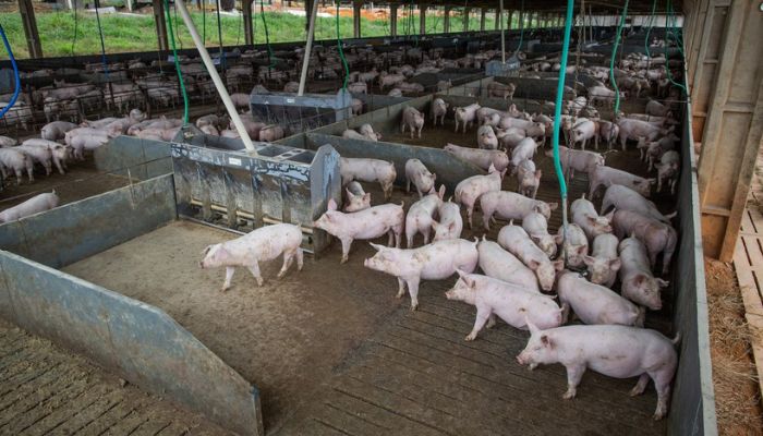  Produção de carne suína e de frango terá volume recorde em 2026 